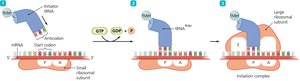 Initiation of translation in prokaryotes