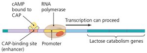 CAP-cAMP enhances lac transcription