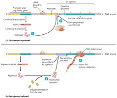 Lac operon: inducible operon