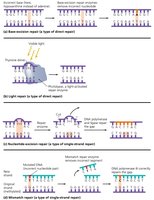 DNA repair mechanisms
