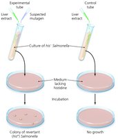 Ames test for mutagenicity