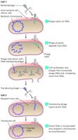 Transduction mechanism