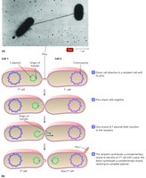 Bacterial conjugation