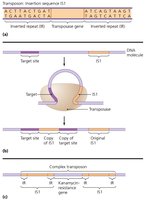 Structure of transposons