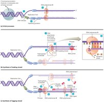 DNA replication: leading and lagging strand synthesis