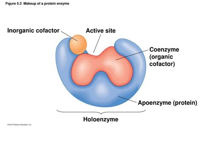 Makeup of a protein enzyme showing active site, inorganic cofactor, coenzyme, and apoenzyme