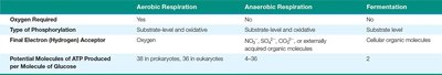 Comparison table of aerobic respiration, anaerobic respiration, and fermentation