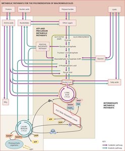 Integration of metabolic pathways for macromolecule synthesis and energy production