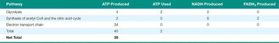 ATP yield table for glycolysis, Krebs cycle, and ETC