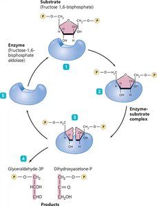 Enzyme-substrate complex formation and product release