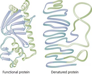 Comparison of functional and denatured protein structures