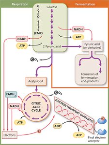 Summary of glucose catabolism: glycolysis, citric acid cycle, electron transport chain, and fermentation