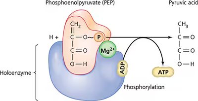 Substrate-level phosphorylation mechanism