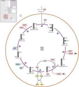 Krebs cycle (citric acid cycle) showing intermediates and electron carriers