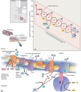 Electron transport chain and chemiosmosis in prokaryotes and eukaryotes