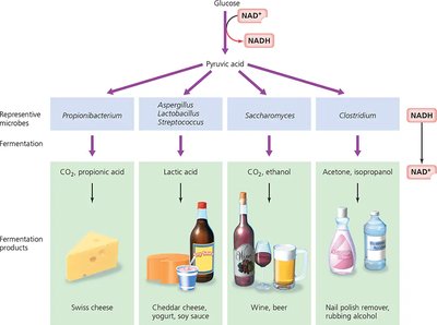 Fermentation pathways and products from different microbes