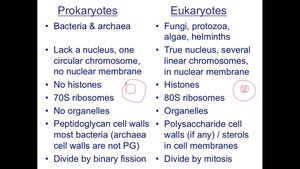 Comparison of prokaryotic and eukaryotic cell features