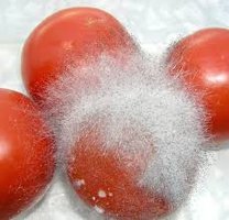 Rhizopus growing on tomatoes