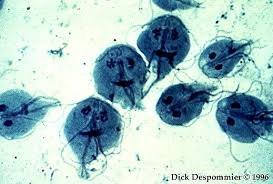 Giardia lamblia cysts and trophozoites