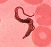 Trypanosoma gambiense morphology