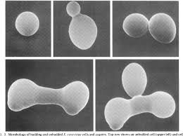 Budding yeast cells