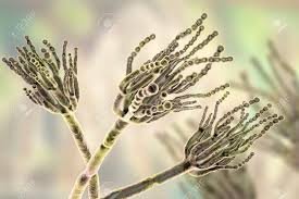 Penicillium conidiophores