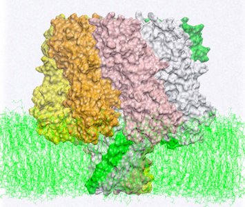 Structure of a pore-forming toxin in a membrane