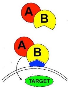 Diagram of AB toxin structure and target interaction