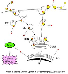 Mechanism of AB toxin entry and trafficking in host cell