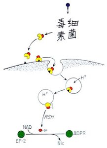 Mechanism of diphtheria toxin action and cellular effects