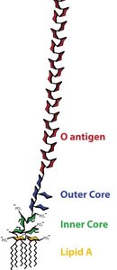 Structure of LPS showing O antigen, outer core, inner core, and lipid A