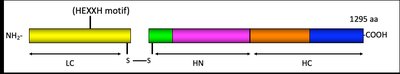 Mechanism of botulinum neurotoxin action at the neuromuscular junction