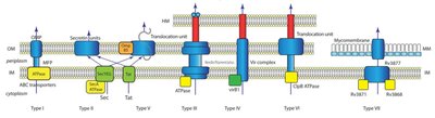 Diagram of bacterial secretion systems (Type I–VII)
