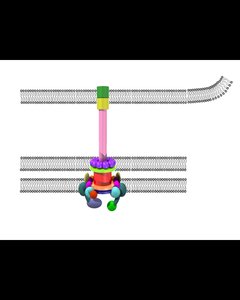 Salmonella T3SS injecting effectors into host cell