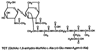 Chemical structure of tracheal cytotoxin (TCT)