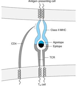 Normal specific T cell activation