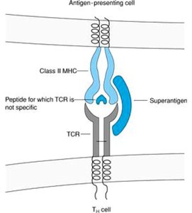 Superantigen-mediated nonspecific T cell activation