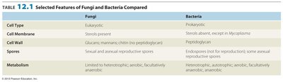 Table comparing features of fungi and bacteria