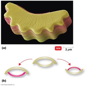 SEM and diagram of diatom asexual reproduction