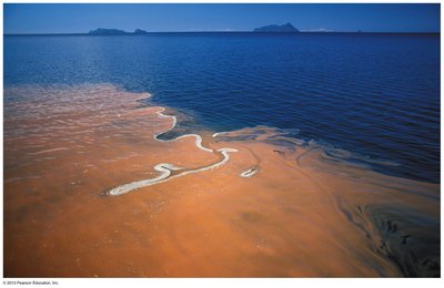 Photo of a red tide caused by dinoflagellates