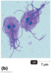 Light micrograph of Giardia trophozoites