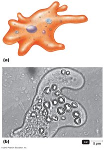 Diagram and micrograph of amebae