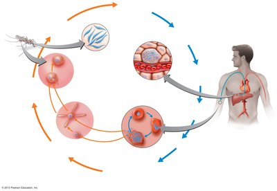 Life cycle of Plasmodium vivax (malaria)