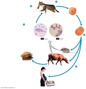 Life cycle of Toxoplasma gondii (toxoplasmosis)