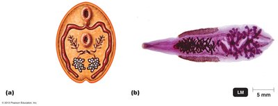 Diagram and micrograph of fluke anatomy