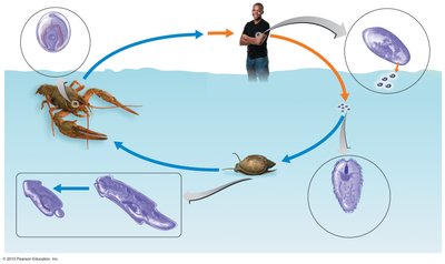 Life cycle of the lung fluke Paragonimus spp.