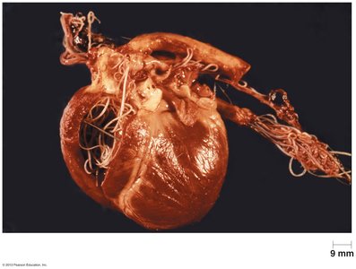 Heartworm Dirofilaria immitis in a heart