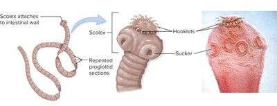 Diagram of tapeworm scolex and proglottids