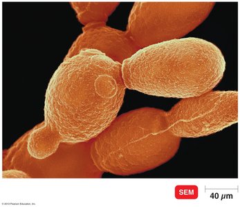 Scanning electron micrograph of budding yeast Saccharomyces cerevisiae