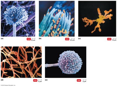 SEM images of various asexual spores of fungi